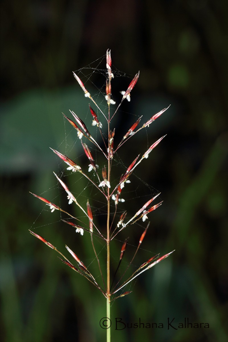 Chrysopogon aciculatus (Retz.) Trin.